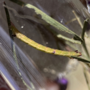 Chlorocoma (genus) at Russell, ACT - 25 Sep 2023
