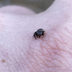 Simaethula sp. (genus) at Russell, ACT - 25 Sep 2023