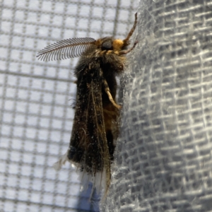 Orgyia anartoides at Braddon, ACT - 27 Oct 2023 07:33 AM