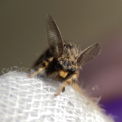 Orgyia anartoides at Braddon, ACT - 27 Oct 2023 07:33 AM