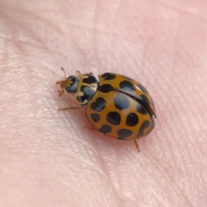 Harmonia conformis (Common Spotted Ladybird) at Braddon, ACT by Hejor1