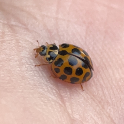 Harmonia conformis (Common Spotted Ladybird) at Braddon, ACT - 25 Sep 2023 by Hejor1