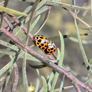 Harmonia conformis at Braddon, ACT - 25 Sep 2023