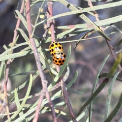 Harmonia conformis at Braddon, ACT - 25 Sep 2023