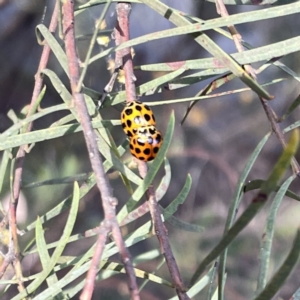 Harmonia conformis at Braddon, ACT - 25 Sep 2023 05:55 PM