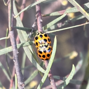 Harmonia conformis at Braddon, ACT - 25 Sep 2023 05:55 PM