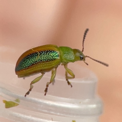 Calomela parilis (Leaf beetle) at Braddon, ACT - 25 Sep 2023 by Hejor1