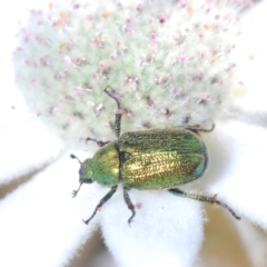 Diphucephala sp. (genus) (Green Scarab Beetle) at South Pacific Heathland Reserve - 25 Sep 2023 by Harrisi