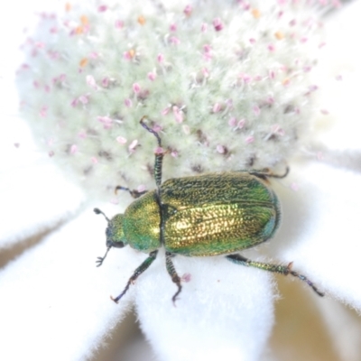 Diphucephala sp. (genus) (Green Scarab Beetle) at South Pacific Heathland Reserve - 25 Sep 2023 by Harrisi