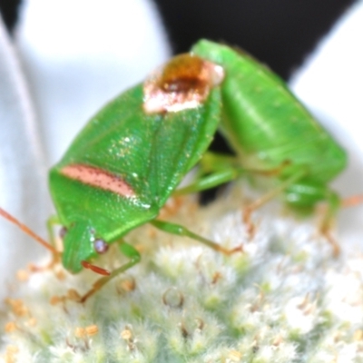 Ocirrhoe unimaculata (Green Stink Bug) at Ulladulla, NSW - 25 Sep 2023 by Harrisi