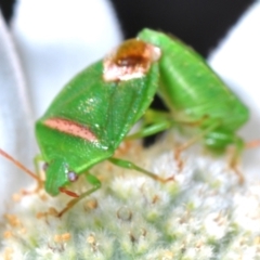 Unidentified Shield, Stink or Jewel Bug (Pentatomoidea) at South Pacific Heathland Reserve - 25 Sep 2023 by Harrisi