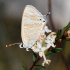 Lampides boeticus (Long-tailed Pea-blue) at Barringella, NSW - 24 Sep 2023 by Harrisi