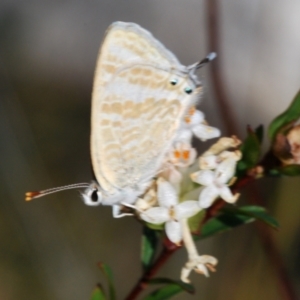 Lampides boeticus at Barringella, NSW - 24 Sep 2023