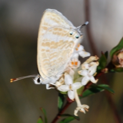 Lampides boeticus (Long-tailed Pea-blue) at Barringella, NSW - 24 Sep 2023 by Harrisi