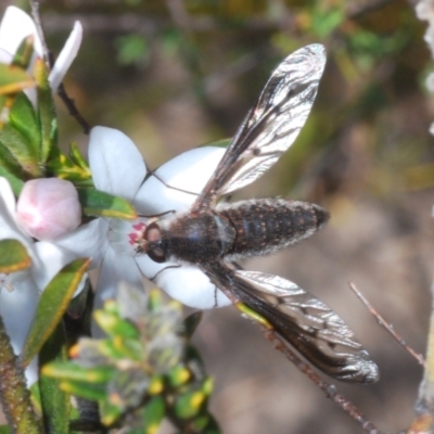 Aleucosia sp. (genus) (Bee Fly) at Sassafras, NSW - 24 Sep 2023 by Harrisi