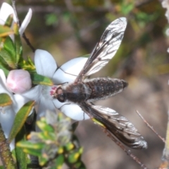 Unidentified Bee fly (Bombyliidae) at Morton National Park - 24 Sep 2023 by Harrisi