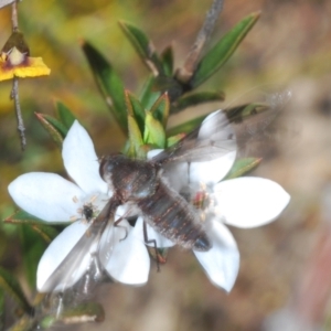 Aleucosia sp. (genus) at Sassafras, NSW - 24 Sep 2023 01:40 PM