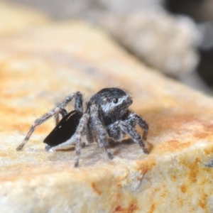 Maratus proszynskii at Sassafras, NSW - 24 Sep 2023