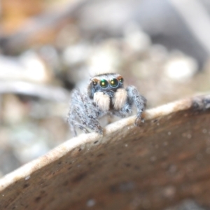 Maratus proszynskii at Sassafras, NSW - 24 Sep 2023