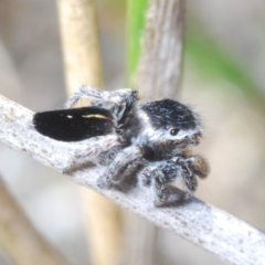 Maratus proszynskii at Sassafras, NSW - 24 Sep 2023