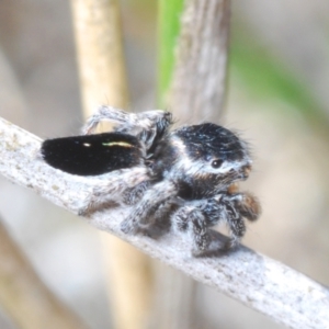 Maratus proszynskii at Sassafras, NSW - 24 Sep 2023