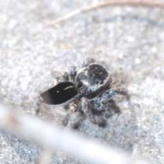 Maratus proszynskii at Sassafras, NSW - 24 Sep 2023