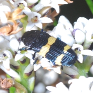 Castiarina bifasciata at Yerriyong, NSW - 24 Sep 2023 04:20 PM