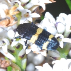 Castiarina bifasciata (Jewel beetle) at Yerriyong, NSW - 24 Sep 2023 by Harrisi