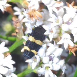 Castiarina bifasciata at Yerriyong, NSW - 24 Sep 2023