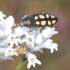 Castiarina parallela (A Jewel Beetle) at Tianjara, NSW - 24 Sep 2023 by Harrisi