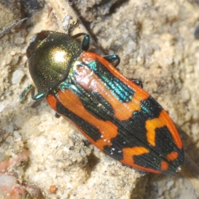 Castiarina jospilota (A jewel beetle) at Jerrawangala National Park - 24 Sep 2023 by Harrisi