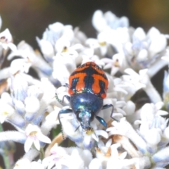 Castiarina jospilota at Tianjara, NSW - 24 Sep 2023