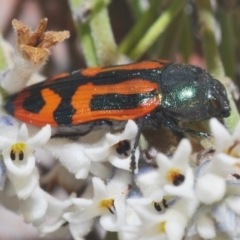 Castiarina jospilota at Tianjara, NSW - 24 Sep 2023