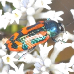 Castiarina jospilota at Tianjara, NSW - 24 Sep 2023