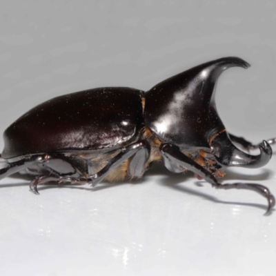 Unidentified Scarab beetle (Scarabaeidae) at Wellington Point, QLD - 25 Sep 2023 by TimL