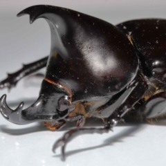 Unidentified Scarab beetle (Scarabaeidae) at Wellington Point, QLD - 25 Sep 2023 by TimL