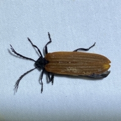 Porrostoma sp. (genus) (Lycid, Net-winged beetle) at Jerrabomberra, NSW - 25 Sep 2023 by Steve_Bok