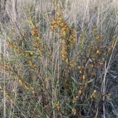 Daviesia mimosoides subsp. mimosoides at Hackett, ACT - 24 Sep 2023 by waltraud