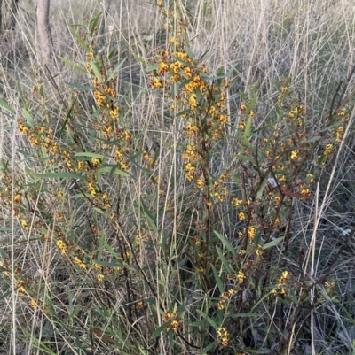 Daviesia mimosoides subsp. mimosoides at Mount Majura - 24 Sep 2023 by waltraud