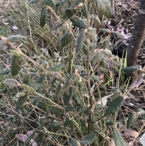 Correa sp. at suppressed by waltraud