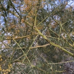 Acacia decurrens (Green Wattle) at Mount Majura - 24 Sep 2023 by waltraud