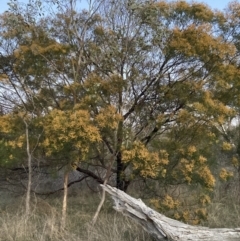 Acacia decurrens at Hackett, ACT - 24 Sep 2023