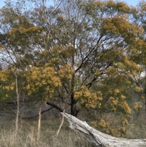 Acacia decurrens at Hackett, ACT - 24 Sep 2023