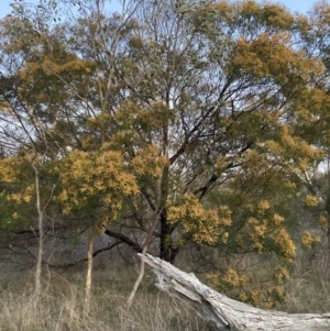 Acacia decurrens at Hackett, ACT - 24 Sep 2023 06:09 PM