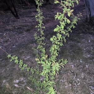 Unidentified Plant at suppressed by waltraud