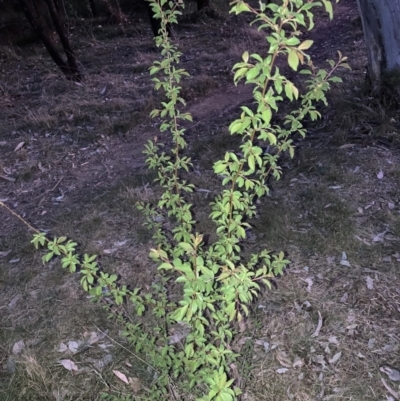 Pyrus sp. (An Ornamental Pear) at Hackett, ACT - 24 Sep 2023 by waltraud