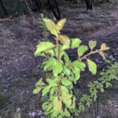 Pyrus sp. at Hackett, ACT - 24 Sep 2023 06:20 PM