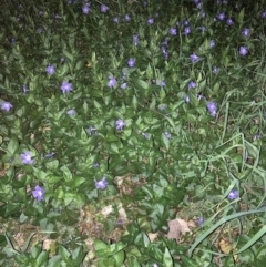 Vinca major (Blue Periwinkle) at Mount Majura - 24 Sep 2023 by waltraud