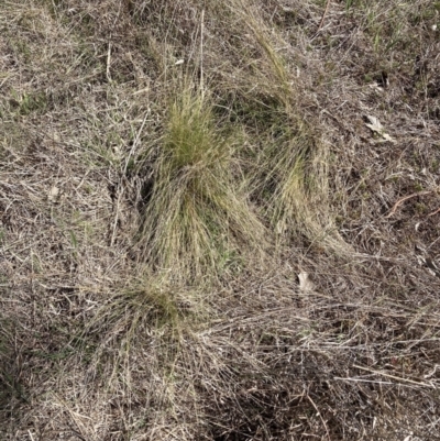 Nassella trichotoma (Serrated Tussock) at Watson, ACT - 25 Sep 2023 by waltraud