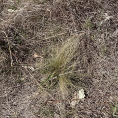 Nassella trichotoma at Watson, ACT - 25 Sep 2023